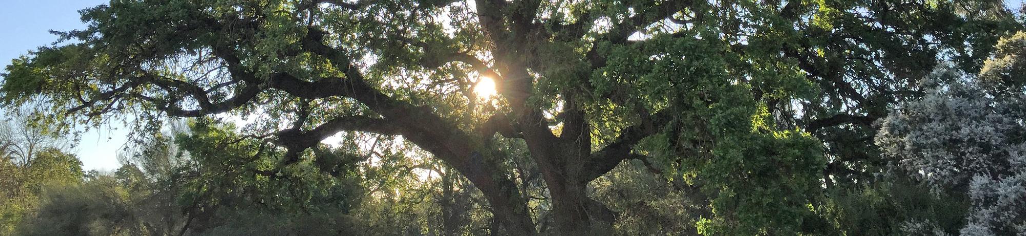 Image of valley oak in the UC Davis Arboretum.