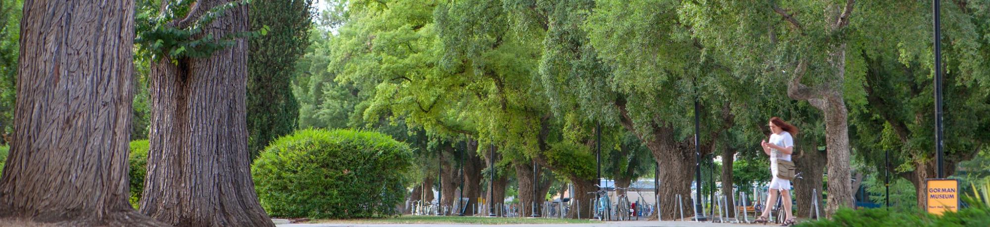 Two trees in the left foreground with a row of trees in the background