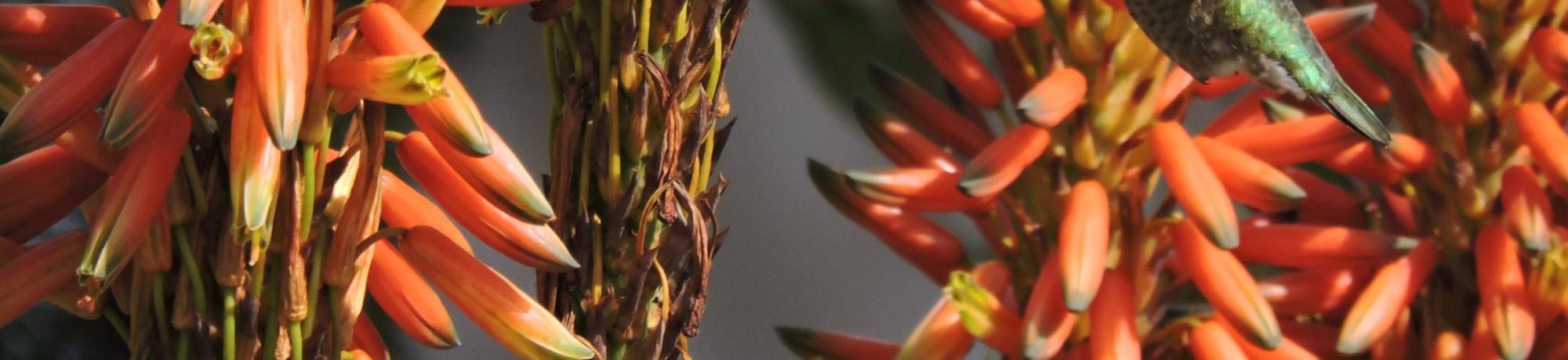 A hummingbird visits a spider aloe