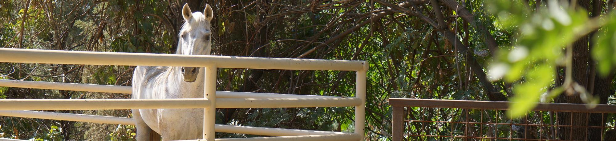 Image of the Animal Science GATEway Garden in the UC Davis Arboretum.