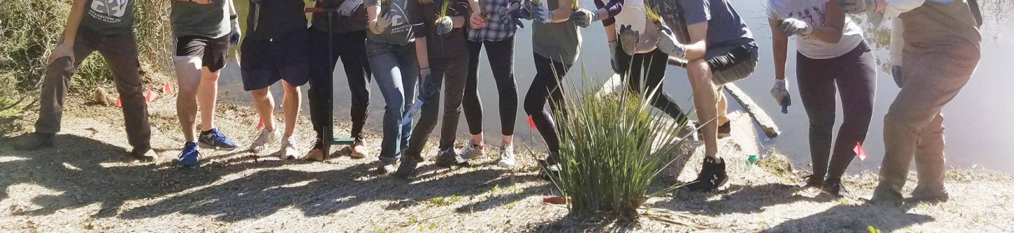 Students on the Learning by Leading Waterway Stewardship team plant sedges and rushes along the newly created banks of the Arboretum Waterway.