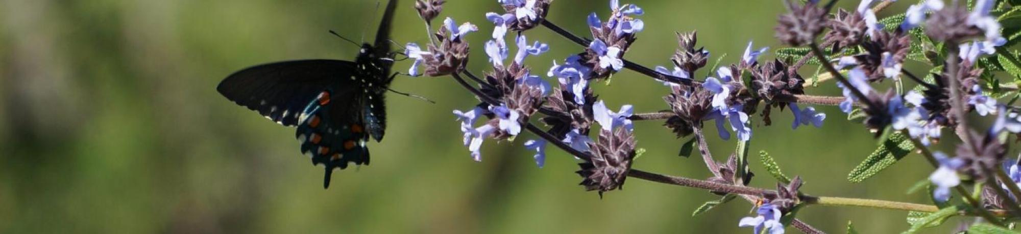 Image of pipevine swallowtail butterfly on a salvia.
