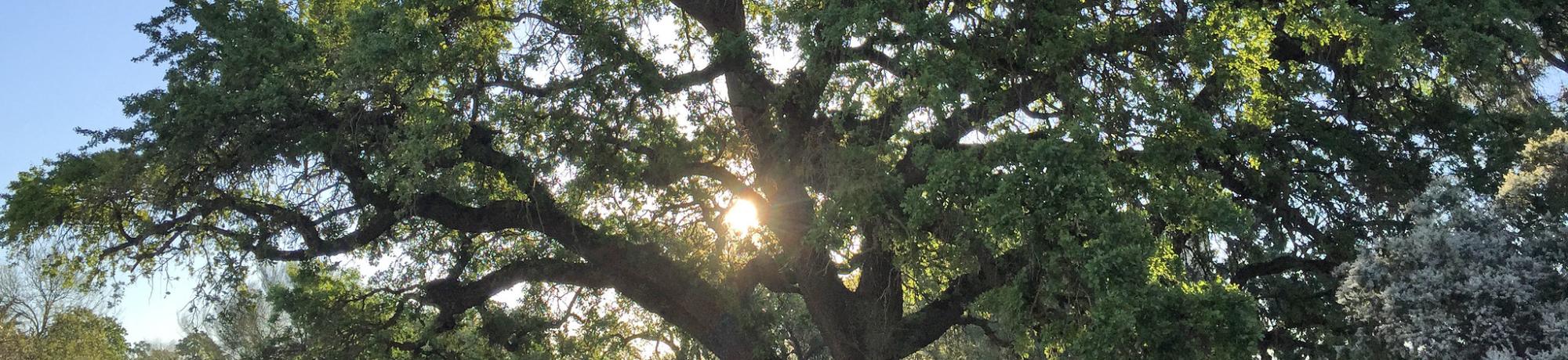 Image of valley oak with sun behind the branches.