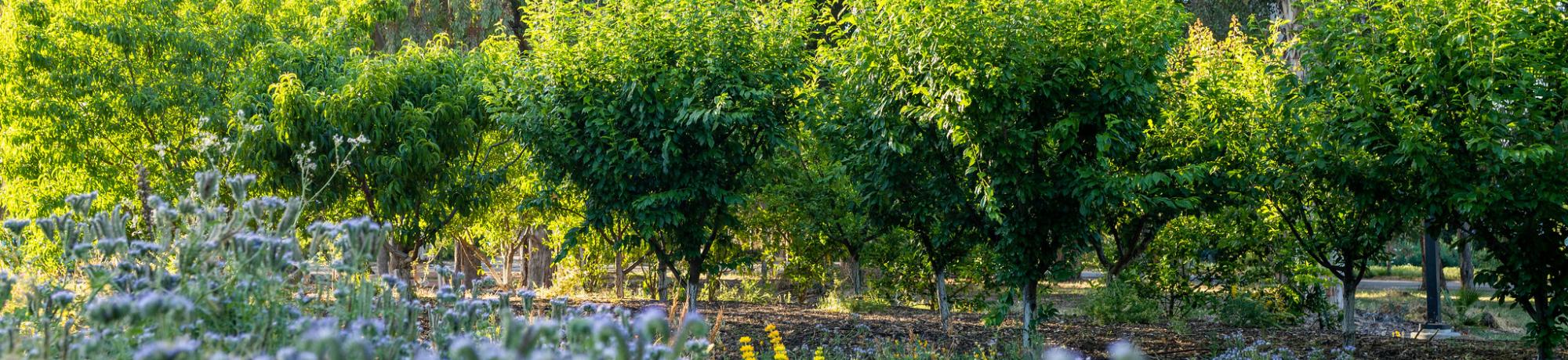 Image of Biological Orchard and Garden at UC Davis showing the orchard in the background with drought-tolerant plants in the foreground.